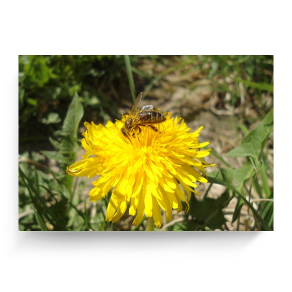 Bee on a dandelion