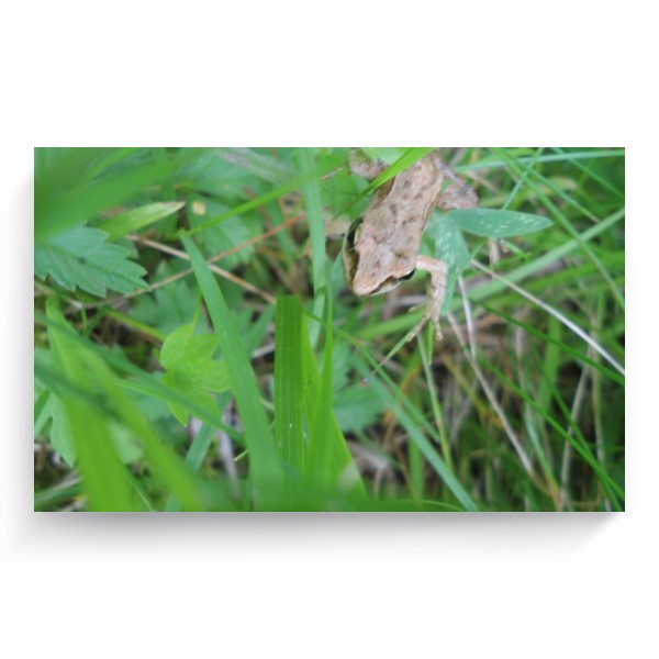 frog in the grass