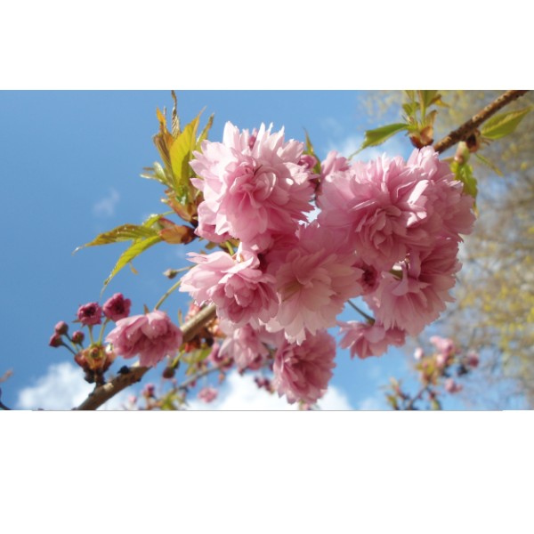 Puzzle stredné s potlačou Jarné kvety