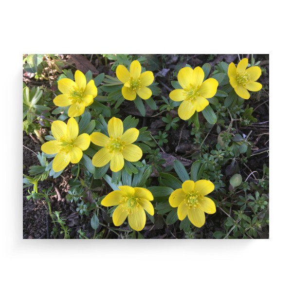 Spring Cinquefoil