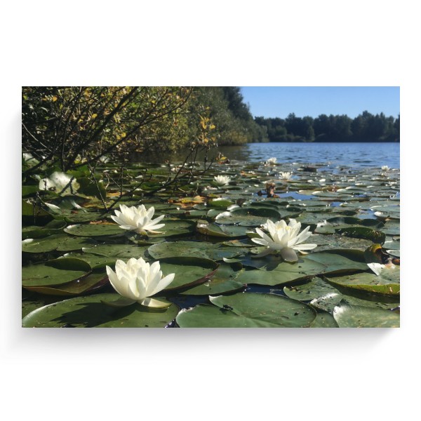 Water lilies